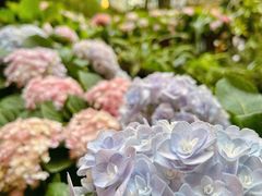 -正佳雨林生态植物园
