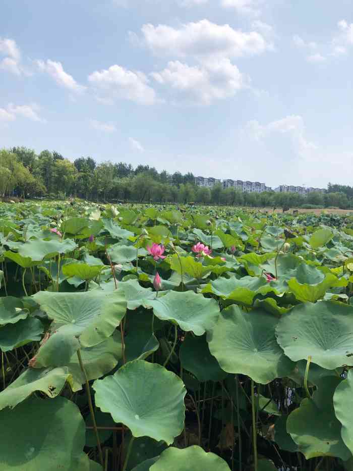湘湖三期-"趁着一个阳光明媚的周末,去到了湘湖沙滩野.