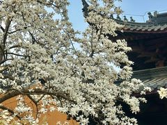 -灵谷景区