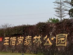-王借岗森林公园