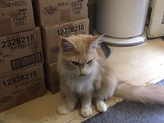 -猫色咖啡·猫咖