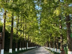 -黄海国家森林公园