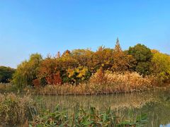-上海吴淞炮台湾国家湿地公园