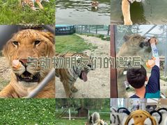 -横道河子东北虎林园