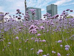 -杭州城北体育公园