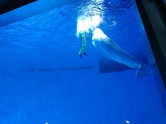 -芜湖新华联大白鲸海洋公园