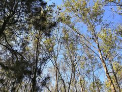 -合肥滨湖国家森林公园