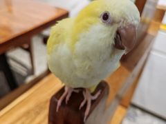 -深圳鸟咖鹦花岛