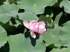 -荷塘月色湿地公园·向阳花洲