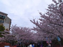 -高东镇樱花园