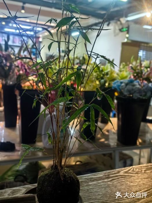 长春青怡坊鲜花批发(青怡坊花鸟市场店)图片