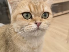 -有喵·猫咖·狗咖·30几只猫10只小狗(岗厦店)