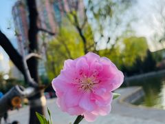 -团结湖公园