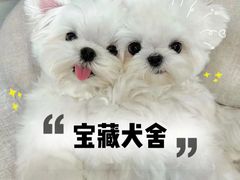 -萌宠之家·腊肠犬·马尔泰·小体犬舍