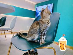 -飞行喵MR PILOT|猫舍·猫咖(静安大融城店)