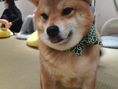 -逗柴咖啡屋·狗咖猫咖宠物桌游