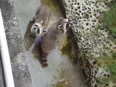 -灵玲国际马戏城