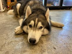 -more than meow吴止猫主题餐厅(承德 中船汇店)