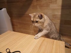 -喵屿·大理花园猫咖