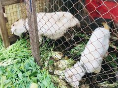 -小鱼草莓采摘园农家乐·小鱼餐厅