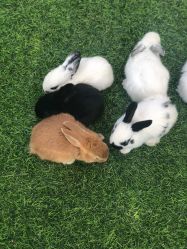 -萌宠亲子动物乐园(槐房万达店)