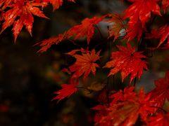 -九如山休闲旅游度假区