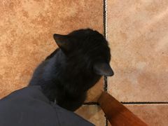 -绝城芋儿鸡(犀浦旗舰店)