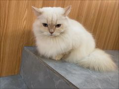-山宅一喵德文卷毛猫舍