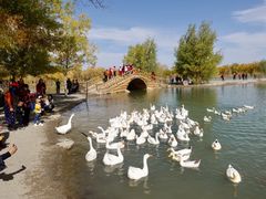 -金塔沙漠胡杨林景区