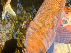 -Warung Babi Guling Ibu Oka 3