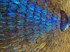 -上海昆虫博物馆