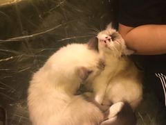 -猫色咖啡·猫咖