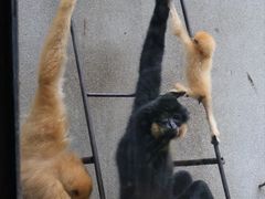 -昆明动物园