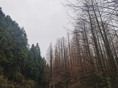 -山王坪喀斯特国家生态公园