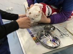 -伟伟宠物医院·CT影像中心·瑞派犬猫综合性门诊(汉口总院)