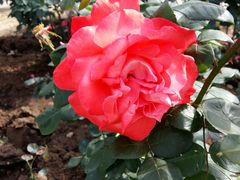 -人民公园(罗湖区)