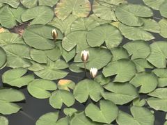 -贡湖湾湿地公园
