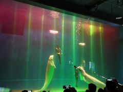 -芜湖新华联大白鲸海洋公园