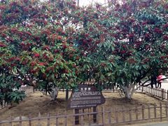 iphone_upload_pic-言子墓