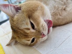 -爱侣宠医·鹦鹉专科·小型哺乳类·异宠专科(灵石路店)