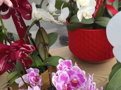 -溪岸路花鸟市场