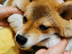 -逗柴咖啡屋·狗咖猫咖宠物桌游