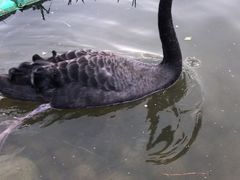 -都江堰中华大熊猫苑