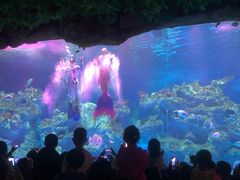 -芜湖新华联大白鲸海洋公园