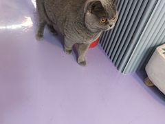 -1013 PET SHOP 宠物商店(近铁城市广场店)