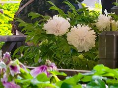 -洛阳市隋唐城遗址植物园