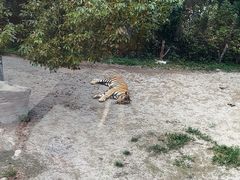 -上海野生动物园老虎餐厅