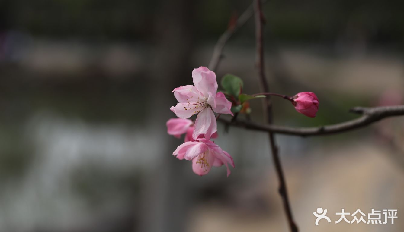 南西商圈的樱花和郁金香🌷让你幸福了吗？