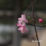南西商圈的樱花和郁金香🌷让你幸福了吗？