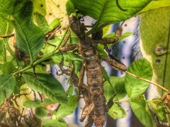 iphone_upload_pic-上海昆虫博物馆